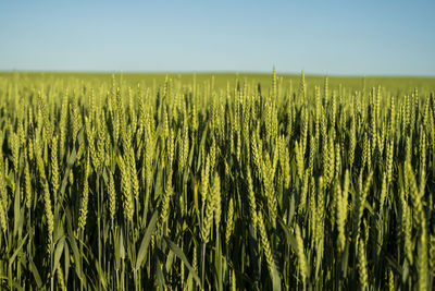 Close-up of wheat field