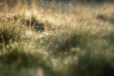 Close-up of wet grass on field