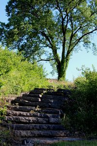 Stairs by tree against sky