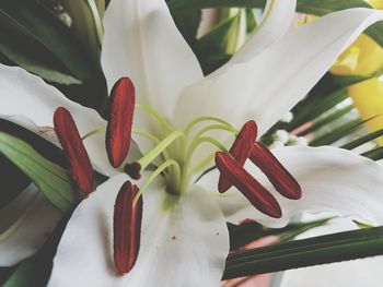 Close-up of white lilies