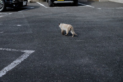 Dog standing on road