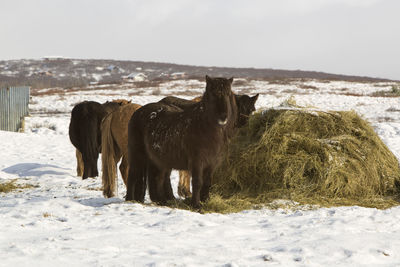 Hay feeding for a herd of icelandic horses in winter