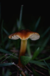 Close-up of mushroom growing on field