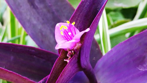 Close-up of purple iris blooming outdoors