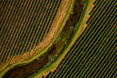 Blueberry fields in washington. aerial view of an irrigation ditch and rows of blueberry bushes. 