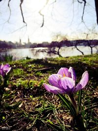 Close-up of purple flowers blooming in lake