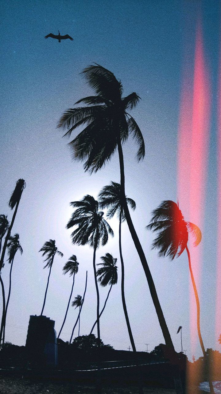 LOW ANGLE VIEW OF SILHOUETTE COCONUT PALM TREE AGAINST SKY