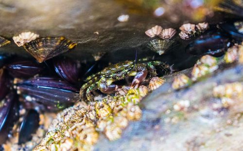 Close-up of insect in sea