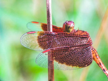 Close-up of insect on leaf