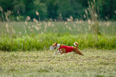 Basenji dog in red shirt running and chasing lure in the field on coursing competition