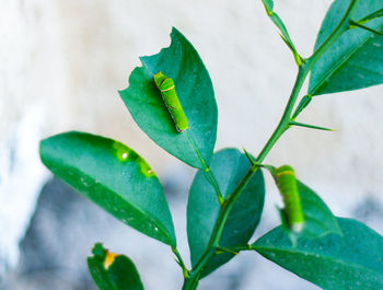 Close-up of insect on leaf