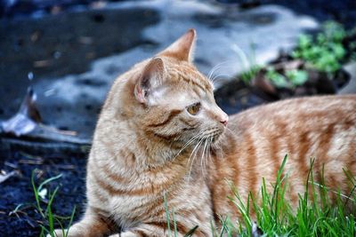 Close-up of ginger cat