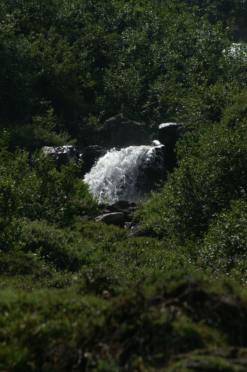 VIEW OF DOG ON ROCK