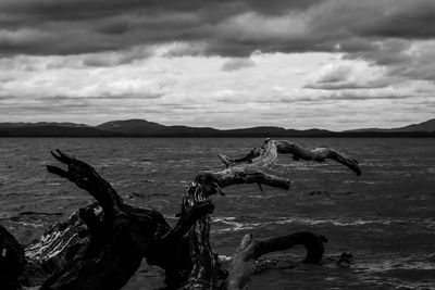 View of driftwood on beach against sky