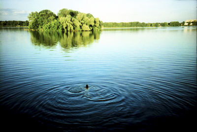 Scenic shot of reflection of plants in calm lake