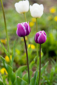 Close-up of purple crocus flowers