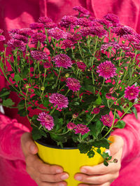 Close-up of hand holding pink flowering plant