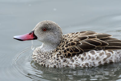 Close-up of a cape teal swimming in lake
