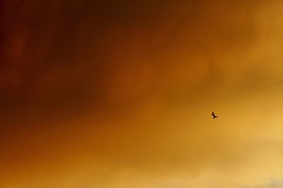 Close-up of bird flying against orange sky