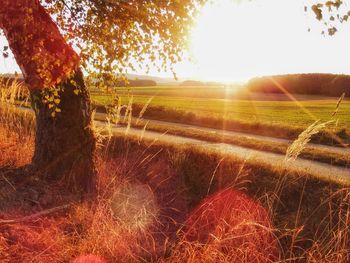 Scenic view of grassy field against bright sun