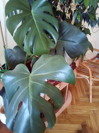 Close-up of potted plant