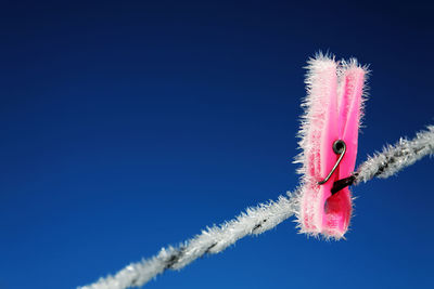 Low angle view of frosty clothespin on rope against blue sky