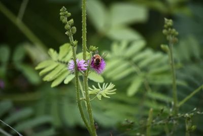 Close-up of honey bee on purple flowering plant