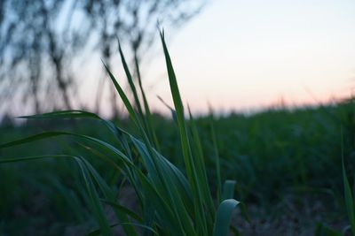 Close-up of grass on field against sky