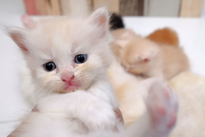 Close-up of a kitten