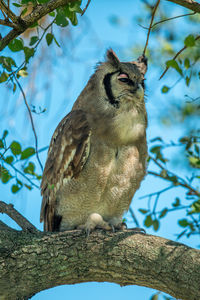 Verreaux eagle-owl perches on branch facing right