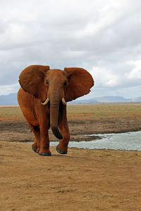 Portrait of elephant against sky