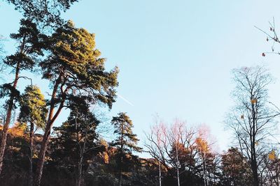 Low angle view of trees in forest against clear sky