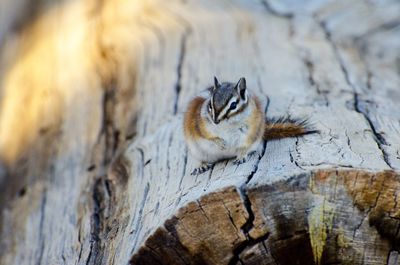 Close-up of squirrel on wood