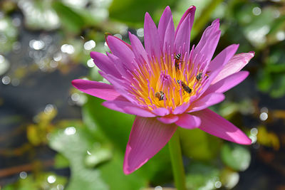 Close-up of pink lotus water lily