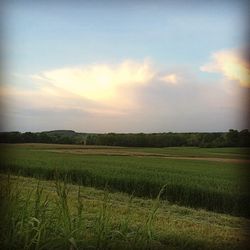 field