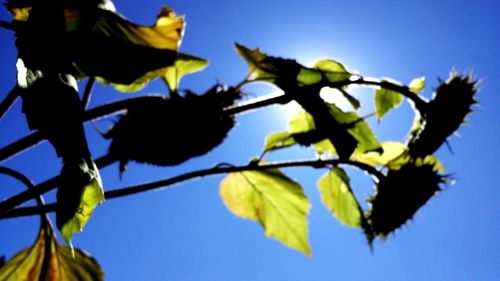 Low angle view of tree against clear blue sky