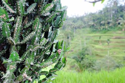 Close-up of plants growing on field