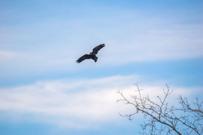 Low angle view of a bird flying