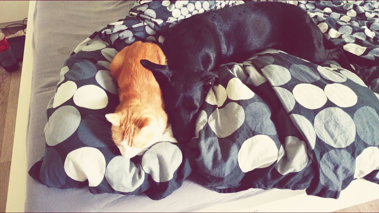 domestic animals, pets, indoors, animal themes, mammal, high angle view, one animal, relaxation, dog, sleeping, resting, lying down, no people, bed, black color, close-up, domestic cat, brown, sofa, cat
