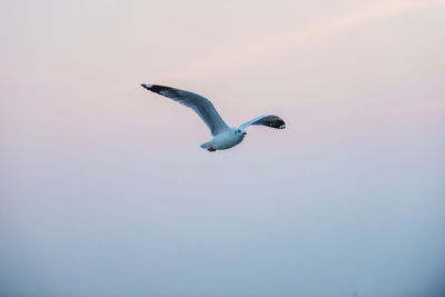 Low angle view of seagull flying in sky