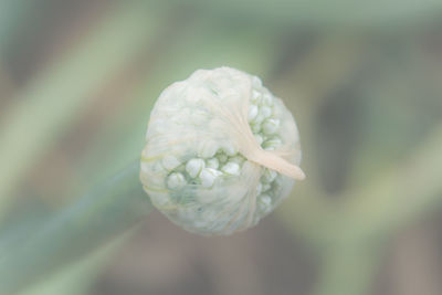 Close-up of white flower bud