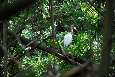 Bird perching on branch