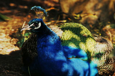 Close-up of bird perching outdoors