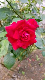 Close-up of red rose blooming outdoors