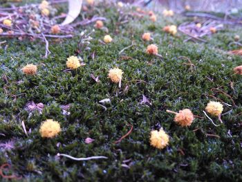 Close-up of flowering plants on field