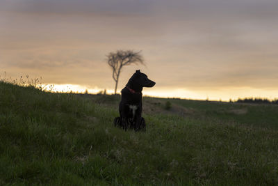 Dog on field during sunset