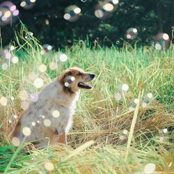 Dog sitting in a field