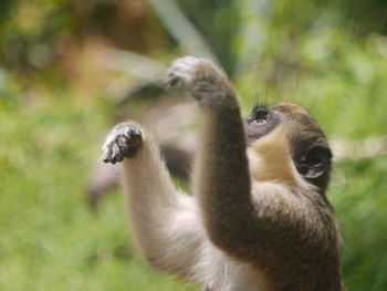 Monkey africa gambia