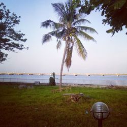 View of trees by river against clear sky