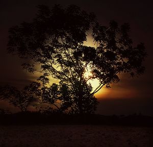 Silhouette trees at sunset